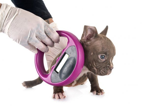 Povinné čipování psů – přehledně vše, co potřebujete vědět