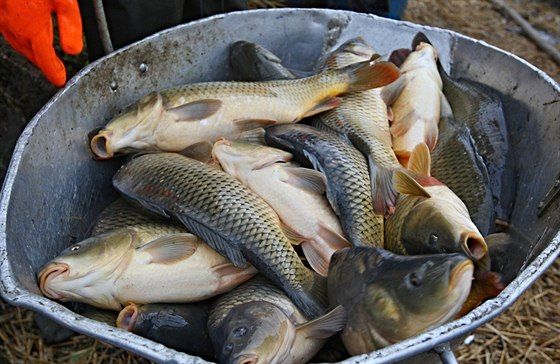 Prodej ryb v Hrotovicích před Vánoci 2020