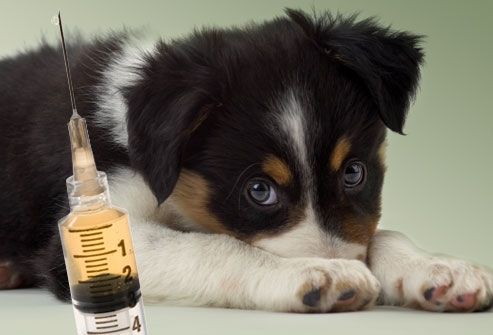 Sobota 17.4.2021 - očkování psů proti vzteklině