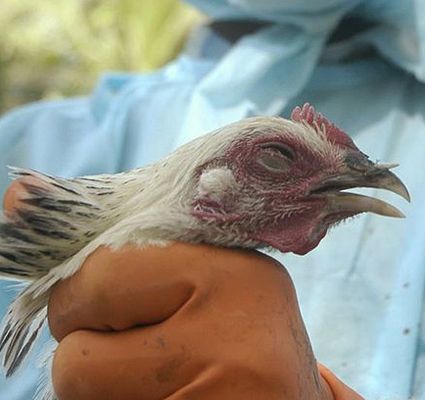 Důležité informace pro chovatele drůbeže !!!! V souvislosti s výskytem ohniska ptačí chřipky v Tavíkovicích