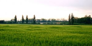 Radkovice